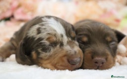 Miniature Dachshund dogs for sale: KC Miniature Dachshund Puppies - Image 7