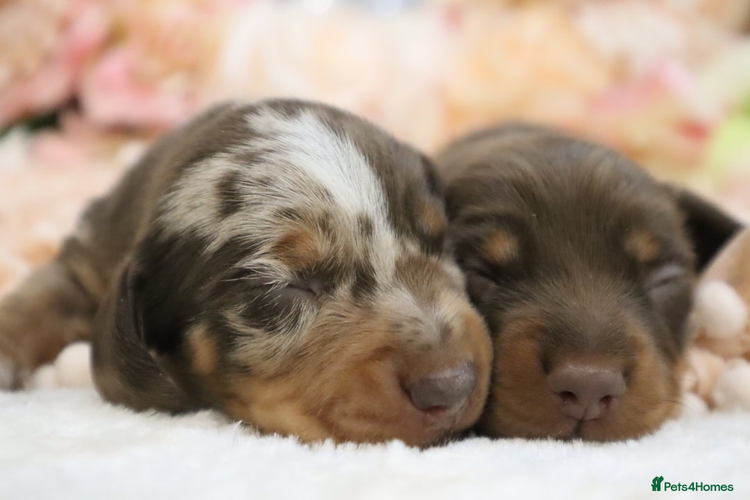Miniature Dachshund dogs for sale: KC Miniature Dachshund Puppies - Image 7