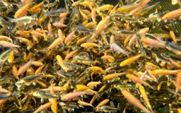 Koi Carp fish for sale: 12 week old Koi Carp - Image 1