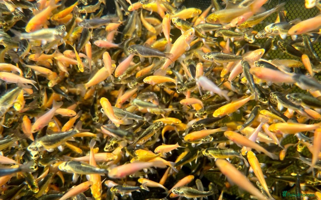 Koi Carp fish for sale: 12 week old Koi Carp - Image 1