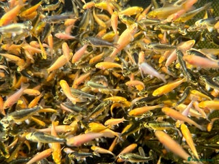 Koi Carp fish - Advert 37