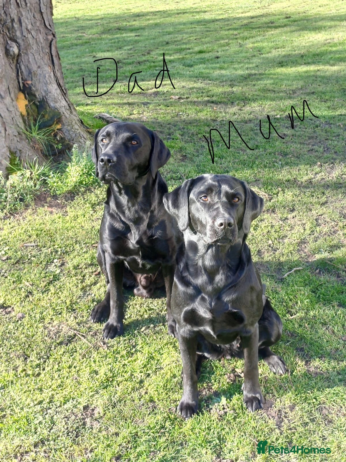 Labrador Retriever dogs for sale: Beautiful litter of Labrador puppies  - Advert 7