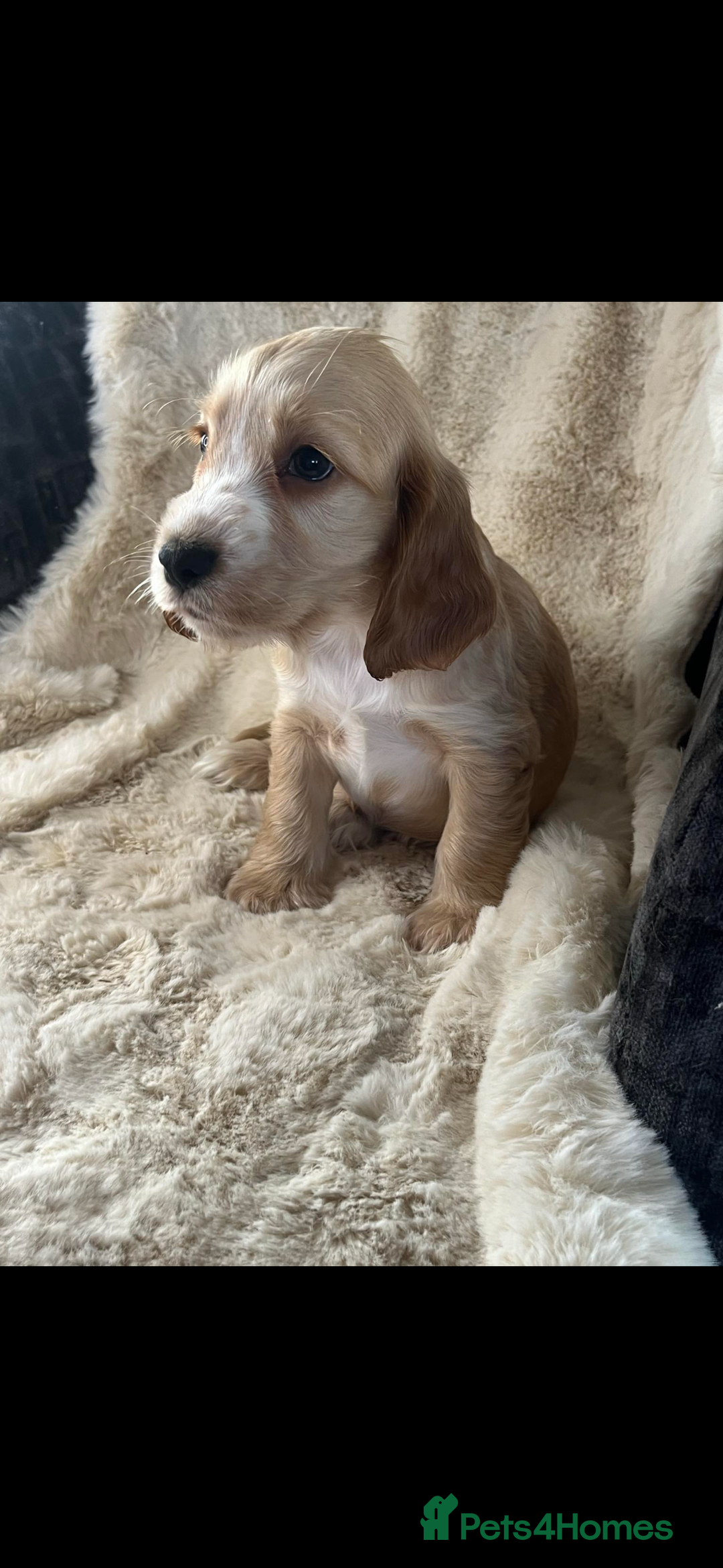 Cocker Spaniel dogs for sale: Health tested cocker spaniel puppies  - Advert 3