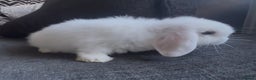 Mini Lop rabbits for sale: READY NOW Beautiful mini lop babies  - Advert 13