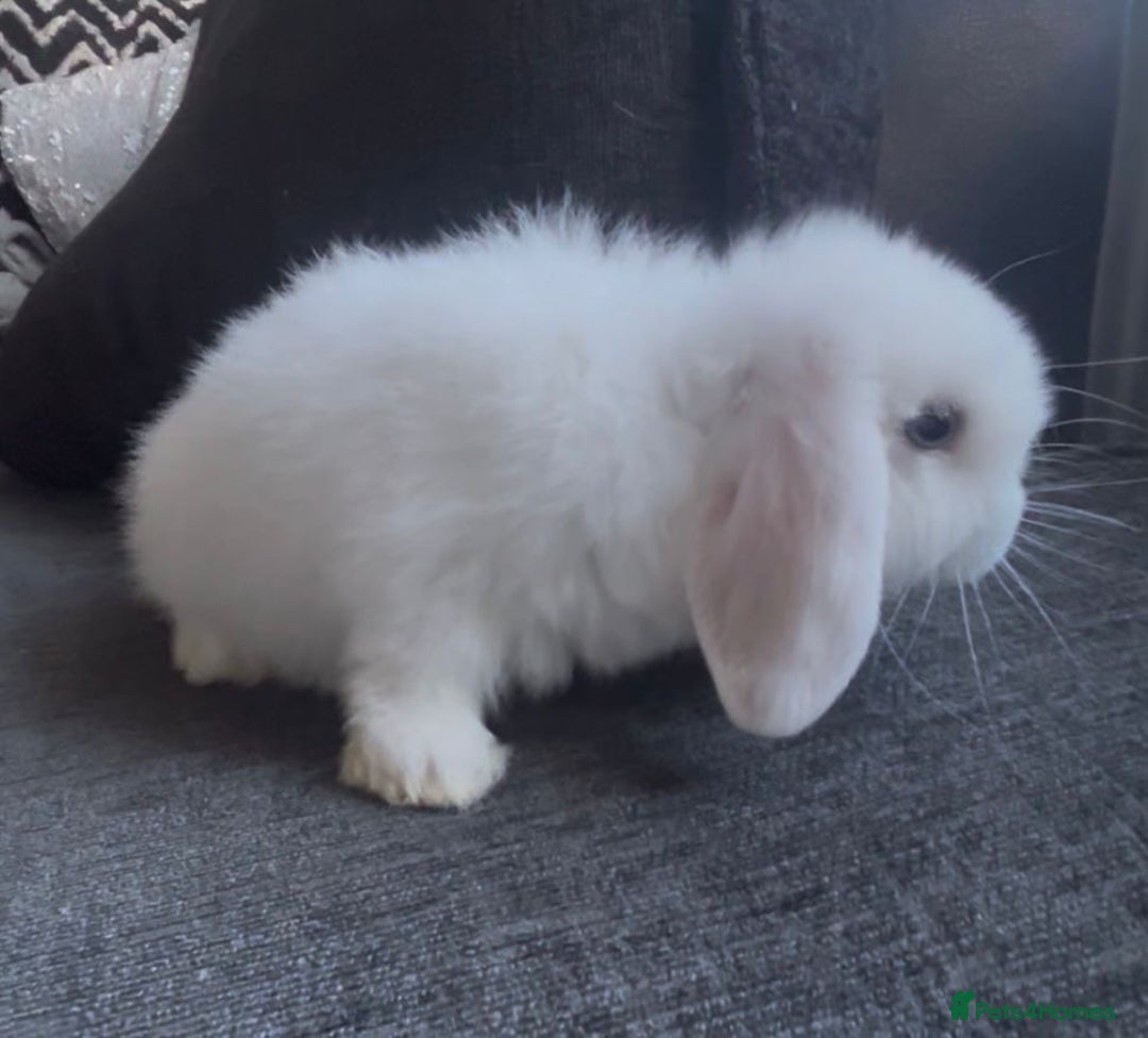 Mini Lop rabbits for sale: READY NOW Beautiful mini lop babies  - Advert 13