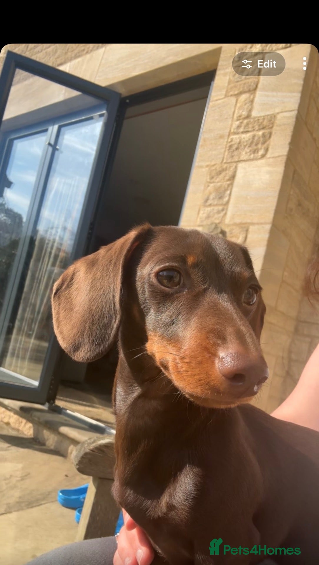 Miniature Dachshund dogs Miniature dachshund needing a new home - Advert 11