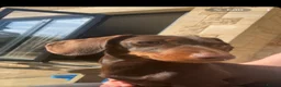 Miniature Dachshund dogs for sale: Miniature dachshund needing a new home - Advert 1