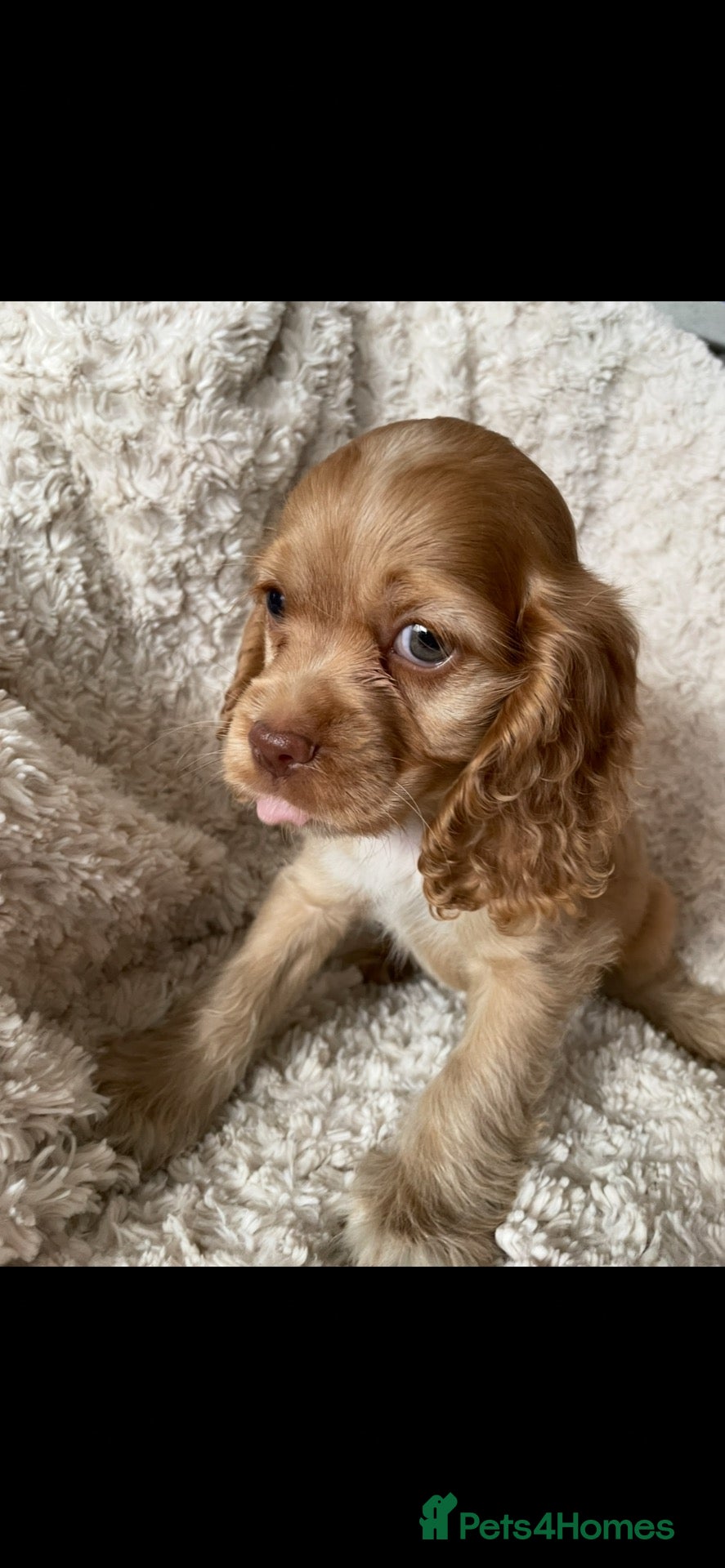 Cocker Spaniel dogs Cocker spaniel puppies  - Advert 3