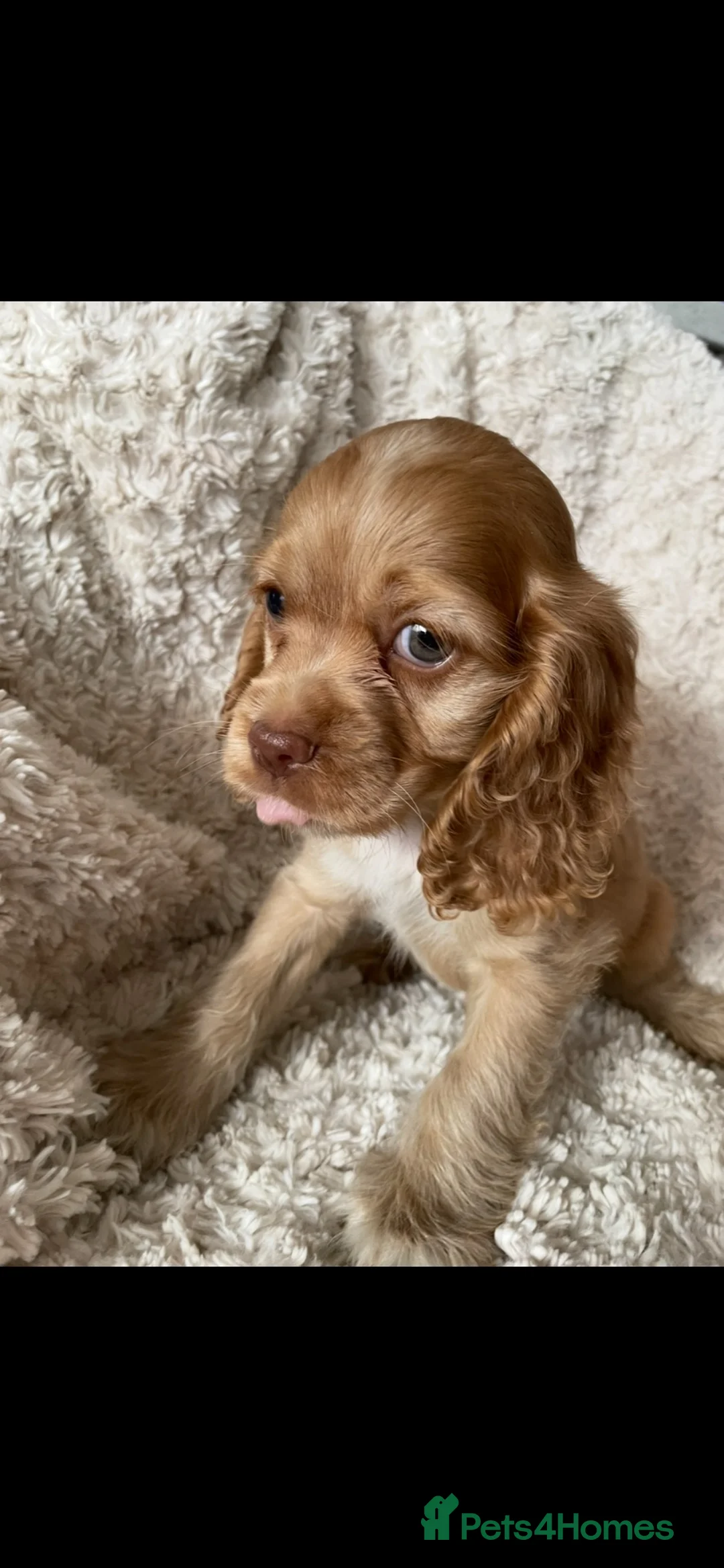 Cocker Spaniel dogs for sale: Cocker spaniel puppies  - Advert 1