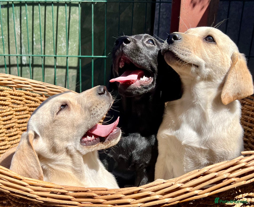 Labrador Retriever dogs for sale: Labrador Pups Chunky traditional type 1 girl left in Barrow-upon-Humber - Image 26