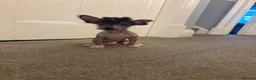 Chinese Crested dogs for sale: Hairless Chinese Cresteds  - Advert 4