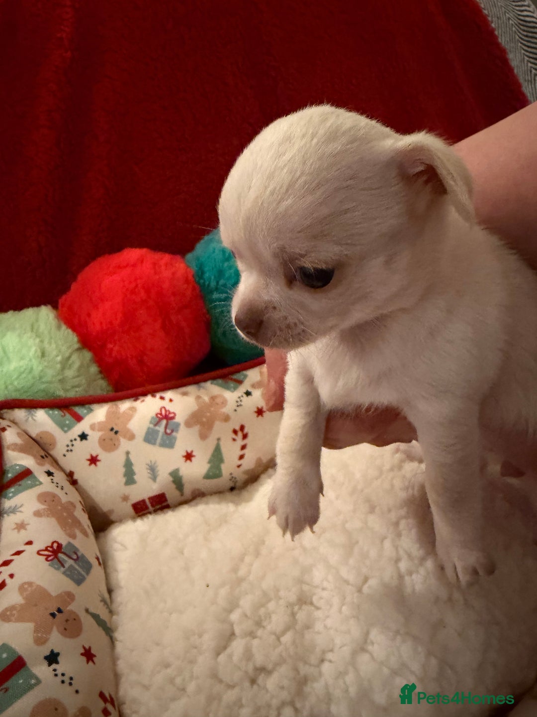 Chihuahua dogs for sale: Tiny apple head chihuahuas - Image 24