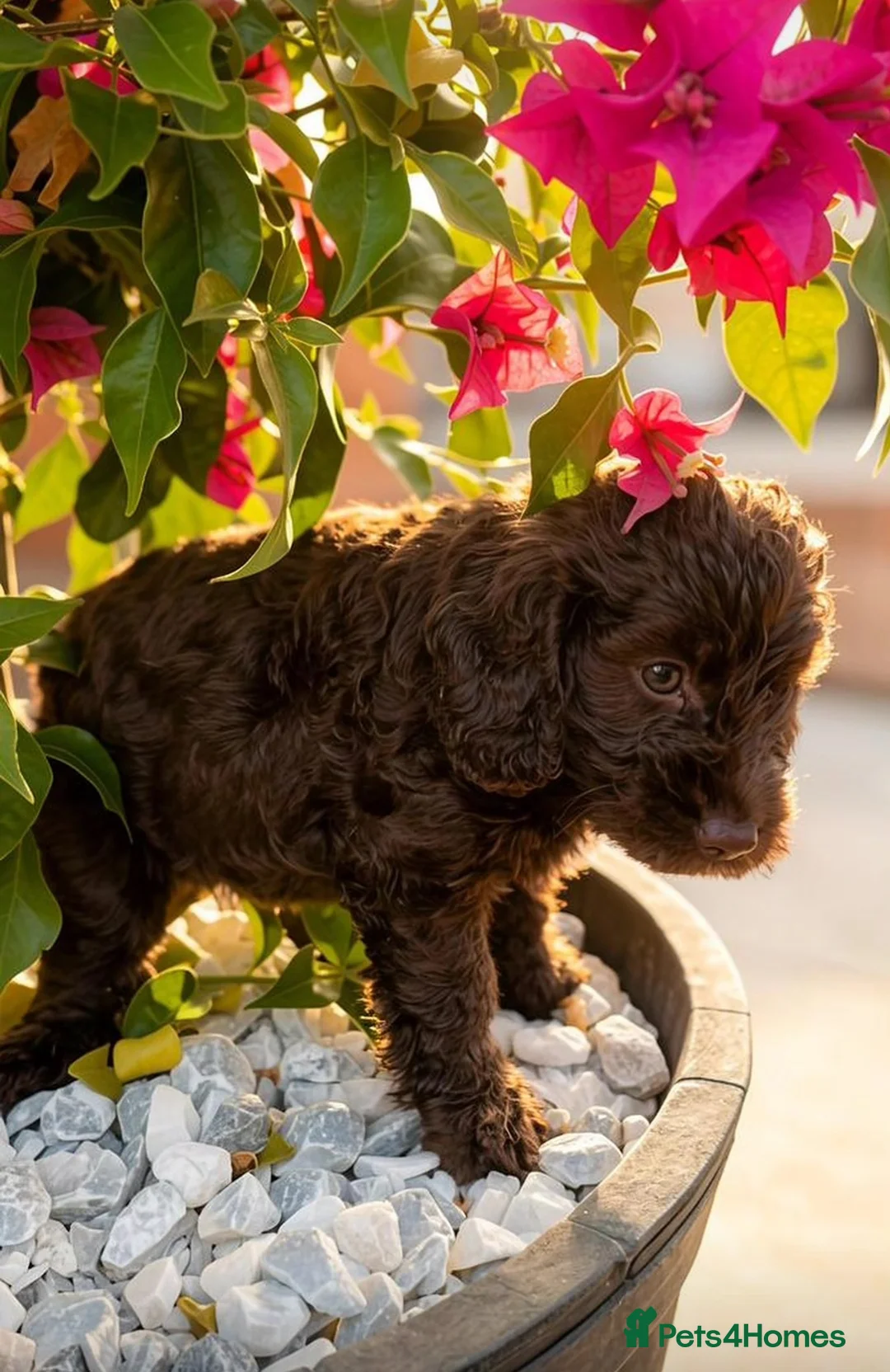 Cockapoo dogs for sale: Stunning litter of Cockerpoo puppies - Advert 2