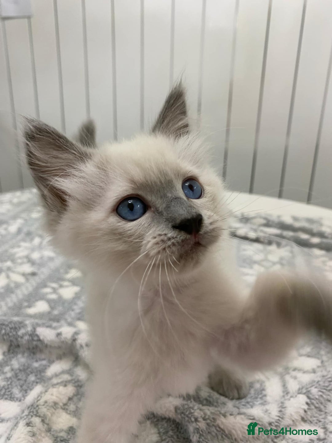 Ragdoll cats for sale: Ragdoll kittens ready now  - Image 6