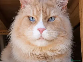 Maine Coon cats Maine coon boy for stud - Advert 2