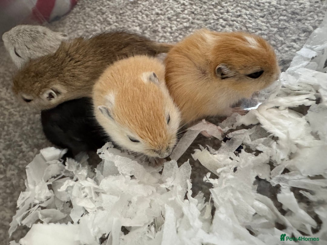 Gerbil rodents for sale: Baby gerbils ready soon - Advert 8
