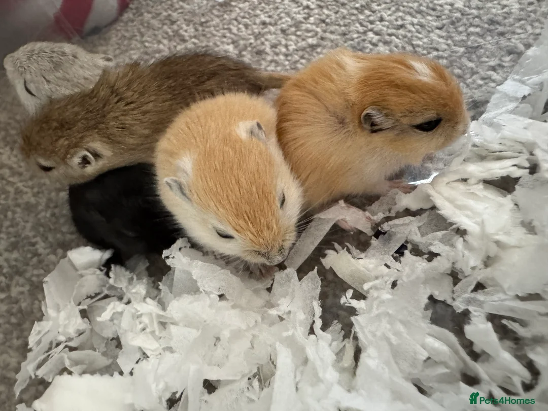 Gerbil rodents for sale: Baby gerbils  - Advert 10