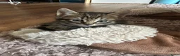British Shorthair cats for sale: Beautiful Tabby Male Kitten –Ready Now - Advert 6