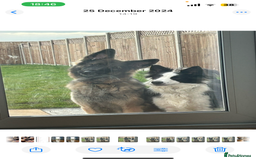 Mixed Breed dogs for sale: Gorgeous shollies - German x collie  - Image 9