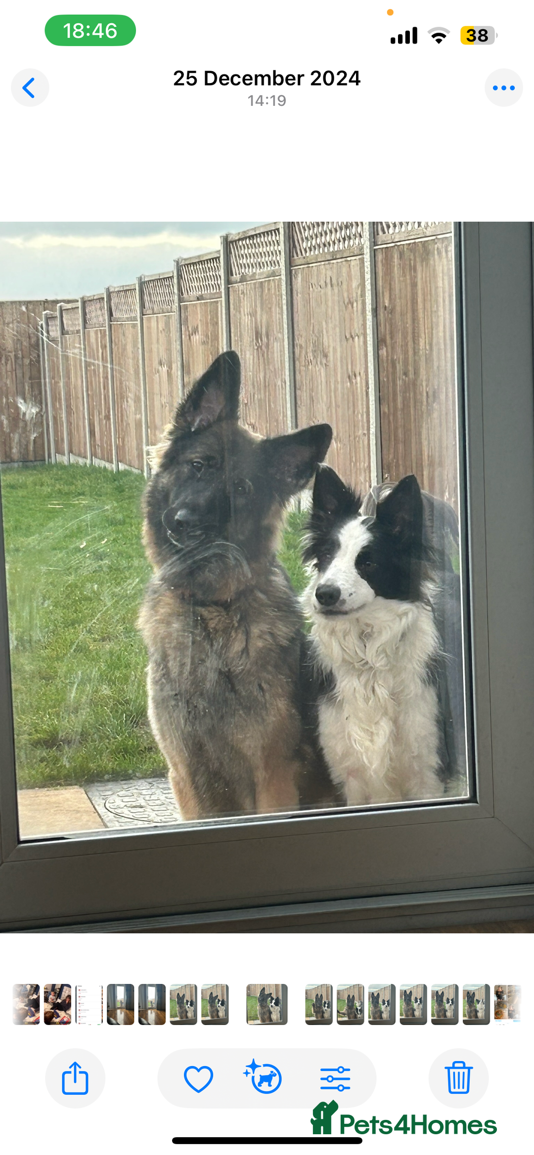 Mixed Breed dogs for sale: Gorgeous shollies - German x collie  - Image 9