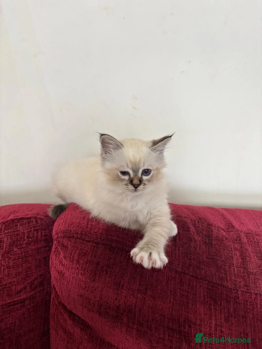 Birman cats for sale: Mrs T - Advert 1