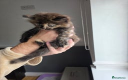 Mixed Breed cats for sale: Lovely long-hair kitten - Image 3