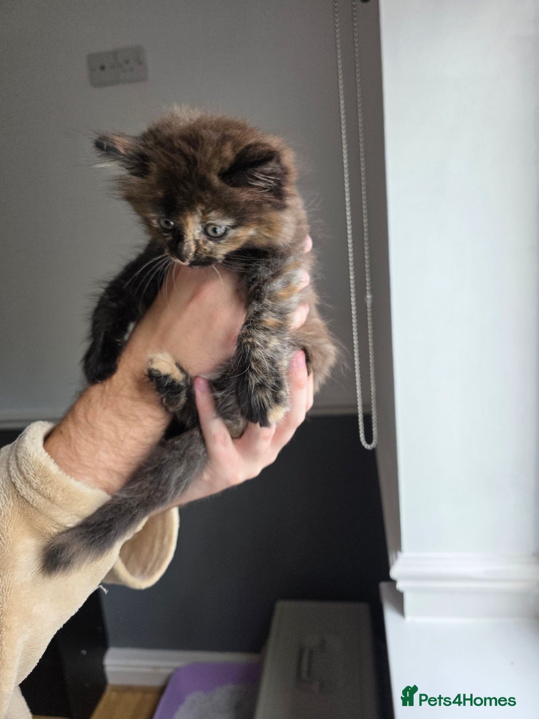 Mixed Breed cats for sale: Lovely long-hair kitten - Image 3