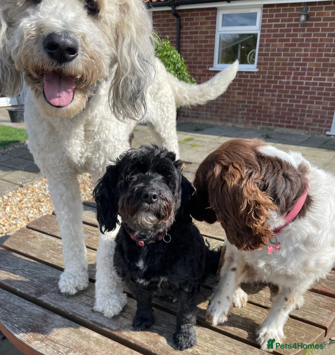 Standard Poodle dogs for sale: Standard Poodle x St Berdoodle  - Image 37
