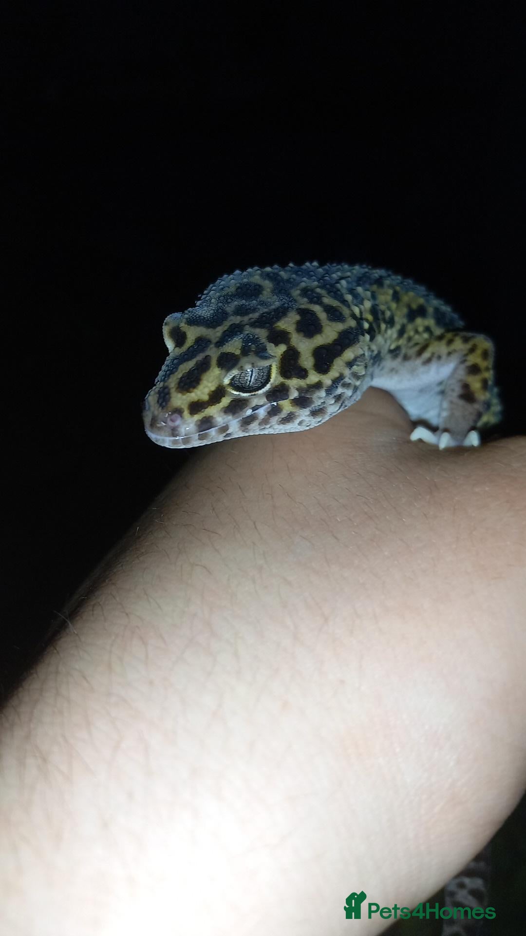 Leopard Gecko reptiles Male lepored gecko  - Advert 2