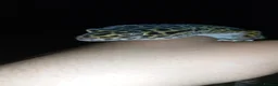 Leopard Gecko reptiles for sale: Male lepored gecko  - Advert 1