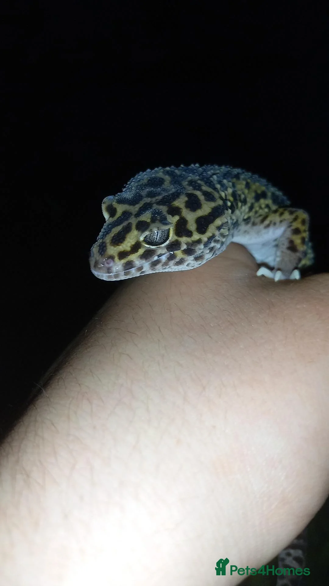 Leopard Gecko reptiles for sale: Male lepored gecko  - Advert 1