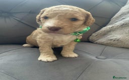 Cockapoo dogs for sale: Cockapoo Lovley Puppies  - Image 18
