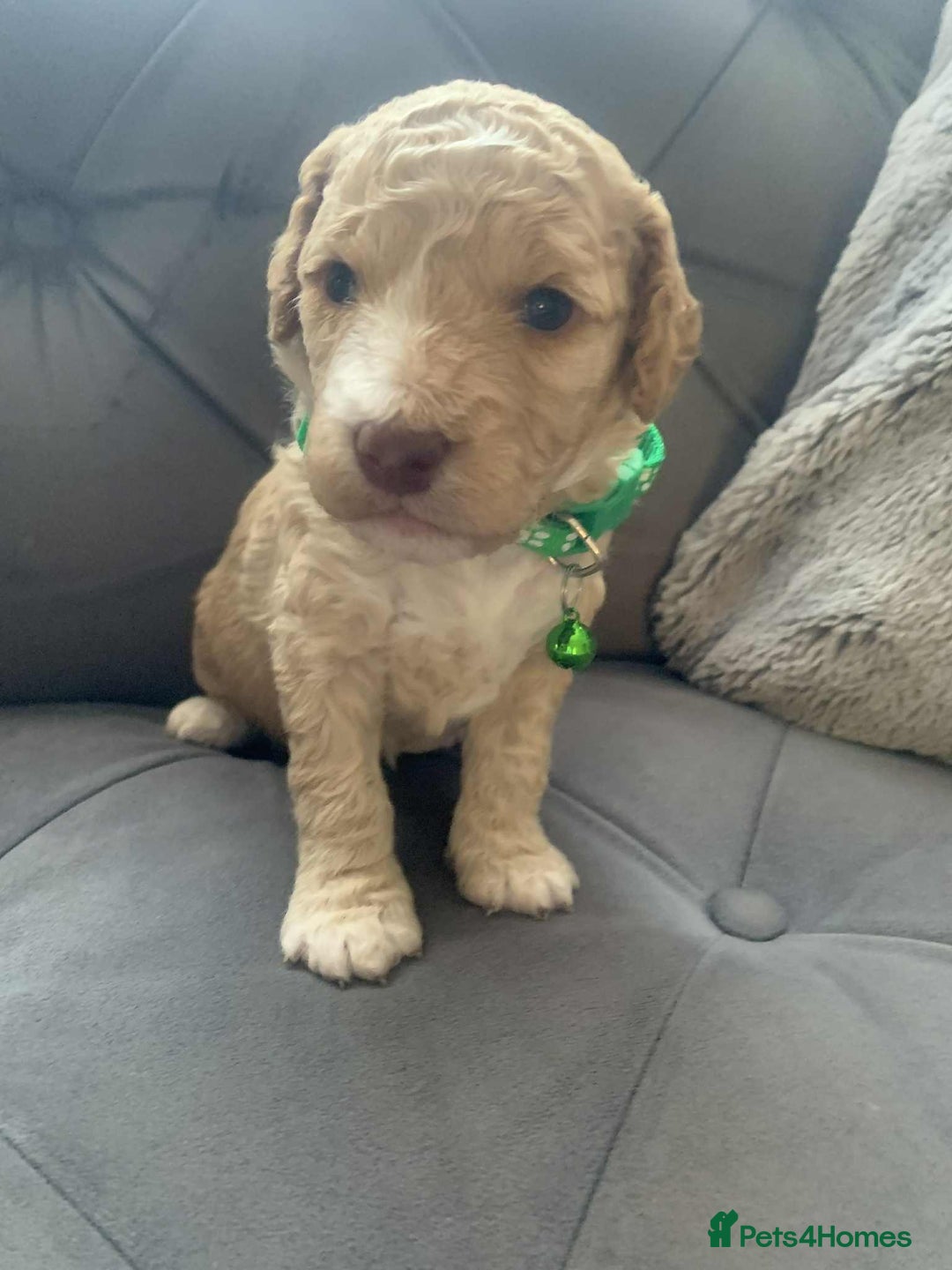 Cockapoo dogs for sale: Cockapoo Lovley Puppies  - Image 18