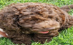 Cockapoo dogs for sale: Cockerpoo 1 boy (brown) and 1 girl (Merle)  - Image 13