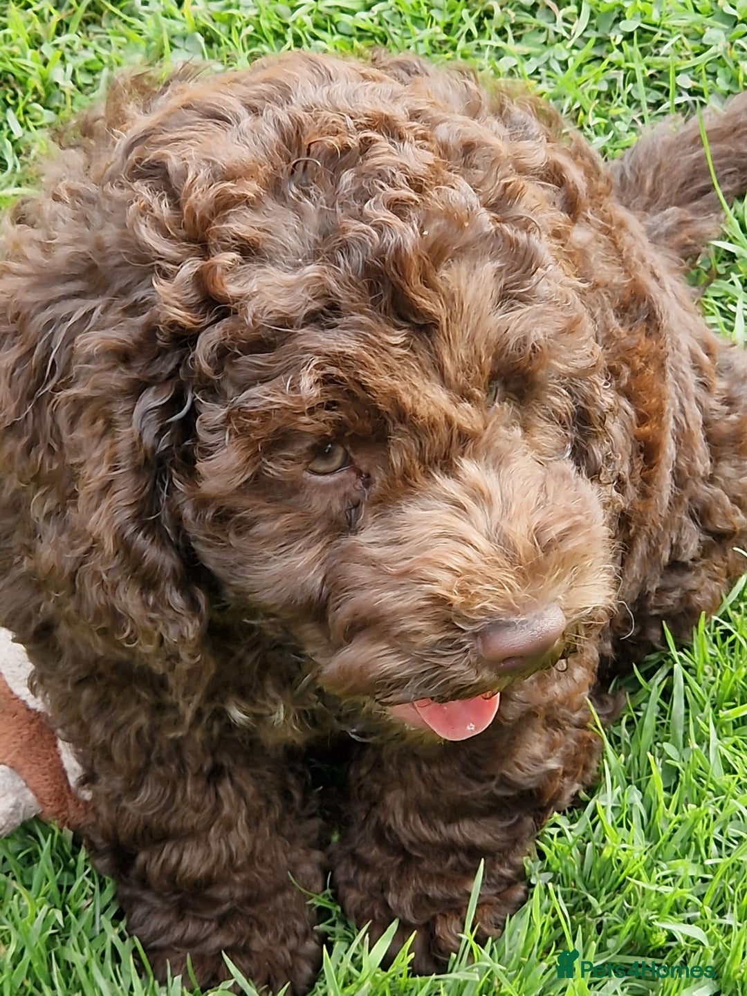 Cockapoo dogs for sale: Cockerpoo 1 boy (brown) and 1 girl (Merle)  - Image 13