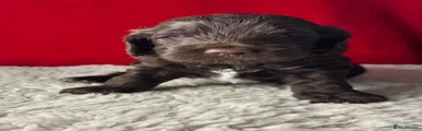 Chocolate male