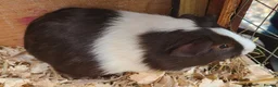 Guinea Pig rodents for sale: Gunea Pigs - Advert 3