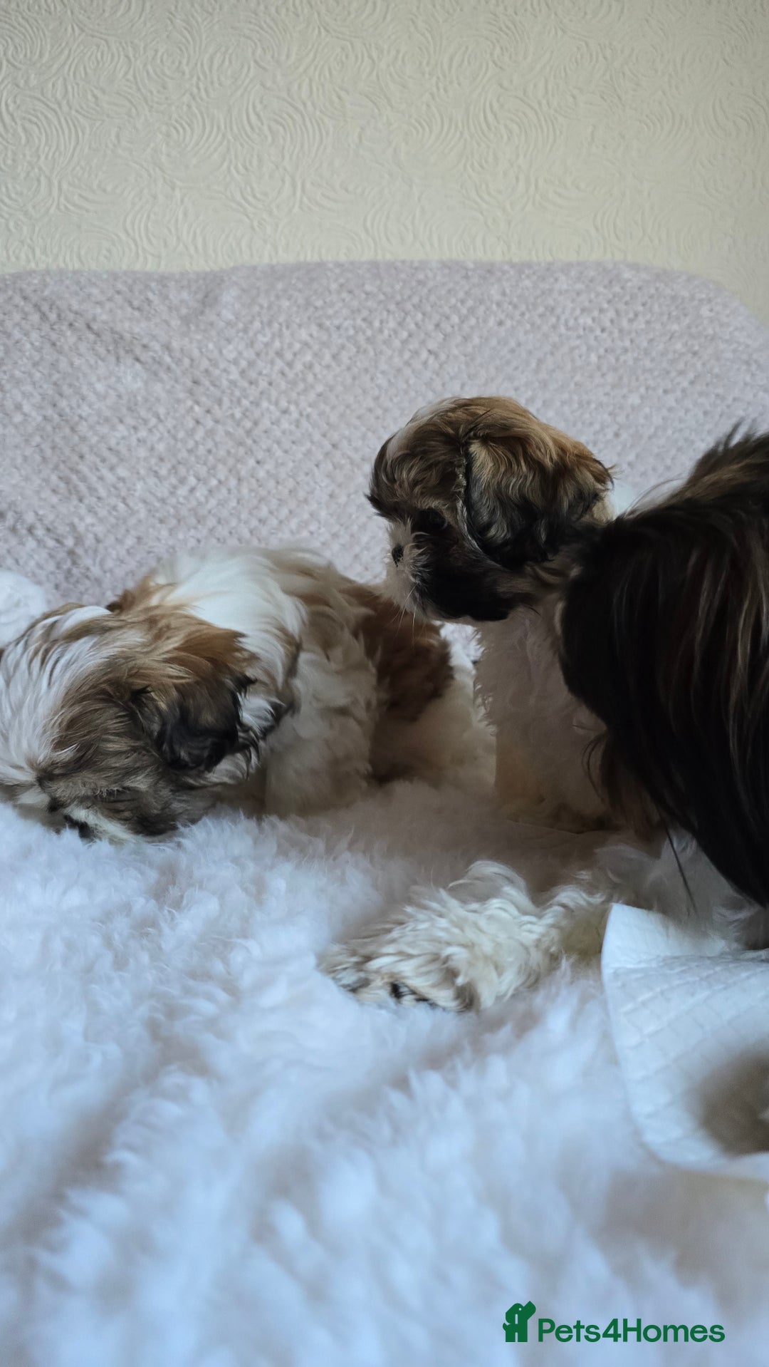 Shih Tzu dogs for sale: Two Shih Tzu female - Advert 8