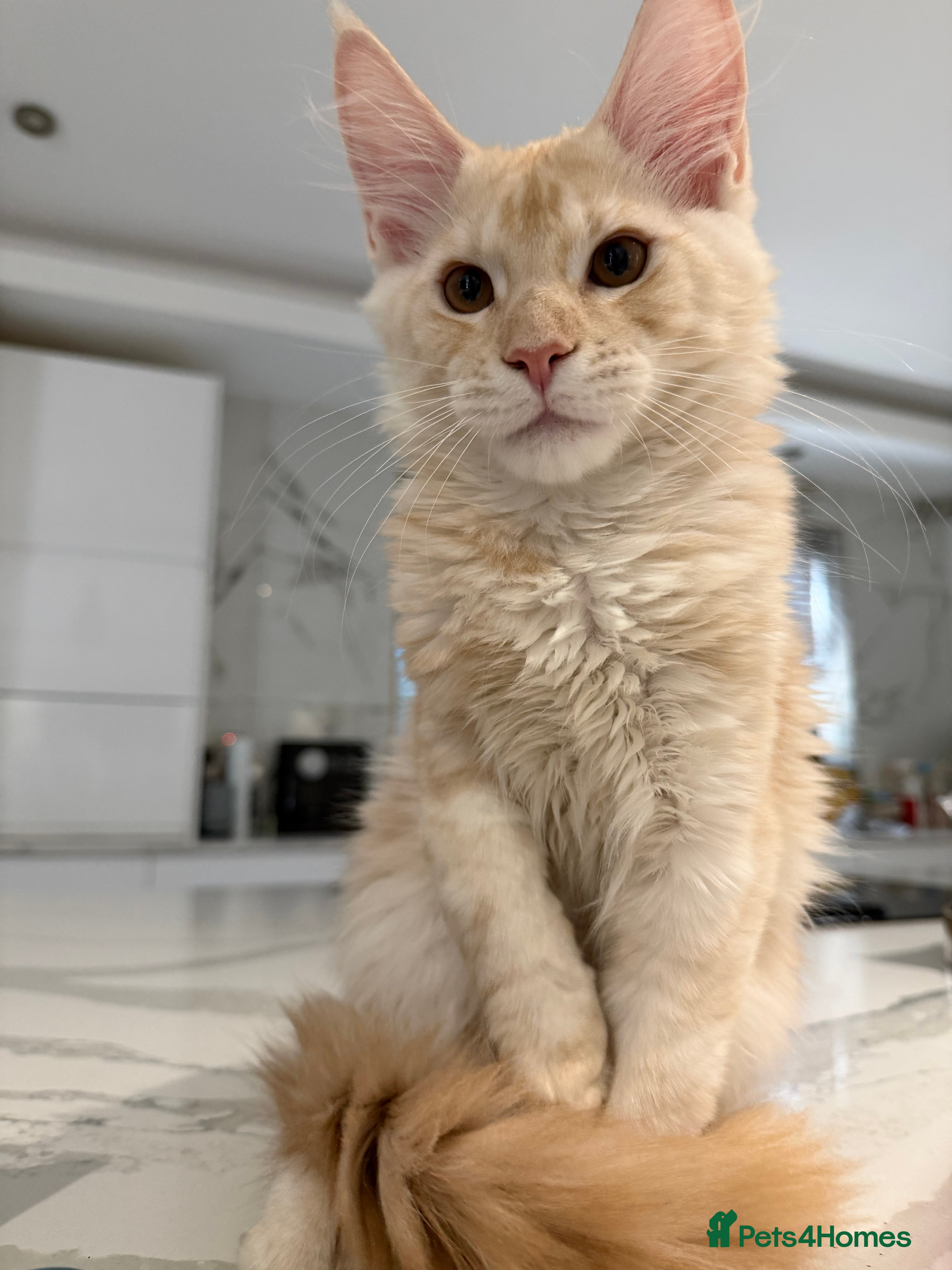 Maine Coon cats ❤️❤️ONLY ONE LEFT❤️❤️ Maine Coon Kittens for sale - Advert 4