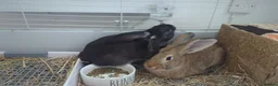 Mixed Breed rabbits for sale: Blacky in Uxbridge - Advert 3