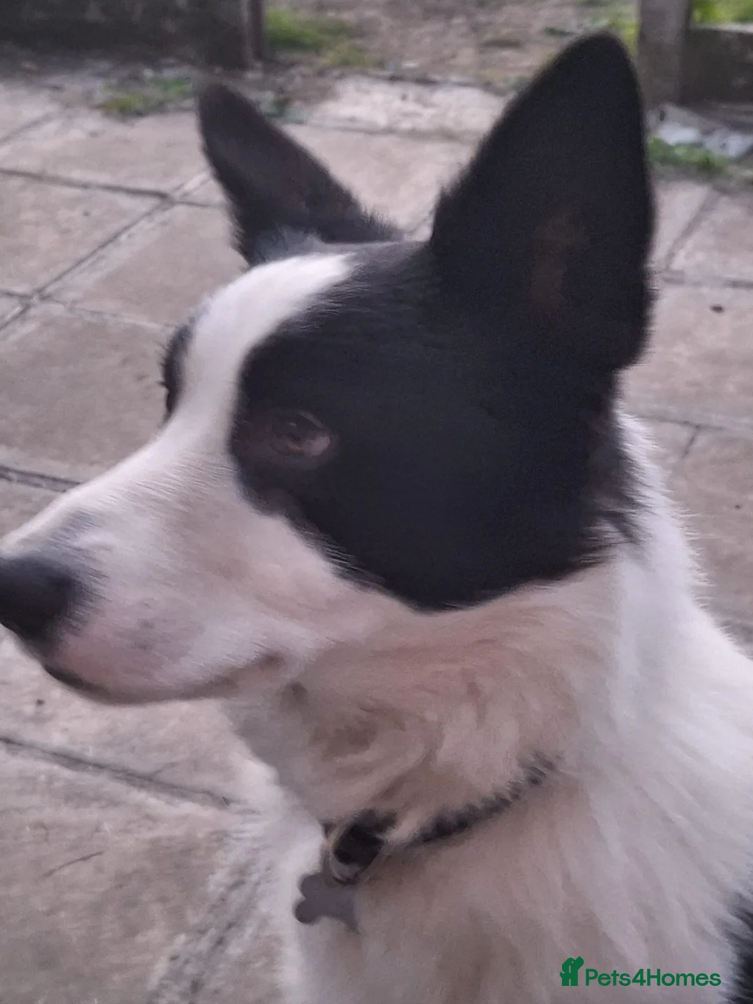 Mixed Breed dogs for sale: 4 yr old male in Wigan - Advert 2