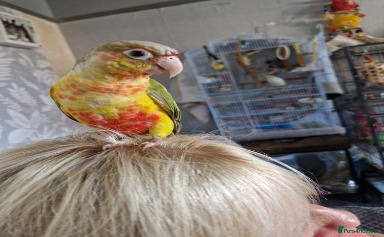 Conures birds - Advert 13