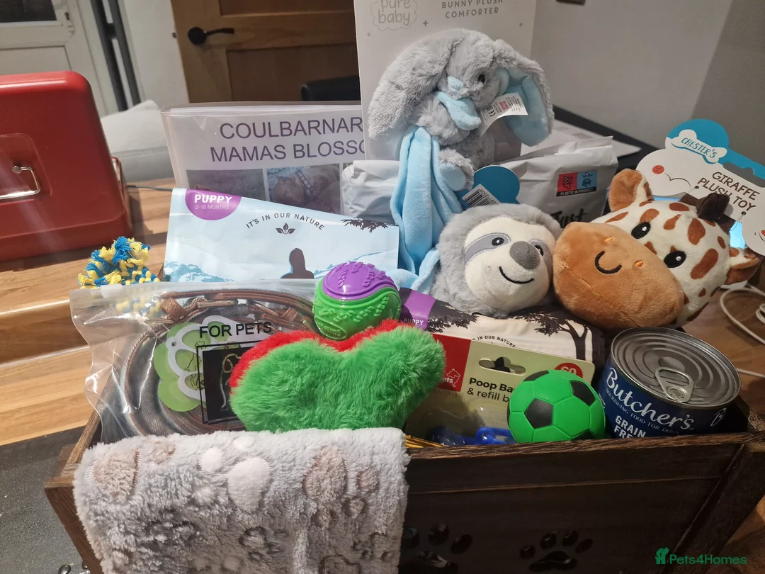 Golden Retriever dogs for sale: Beautiful KC-Registered Golden Retriever Puppies - Advert 2