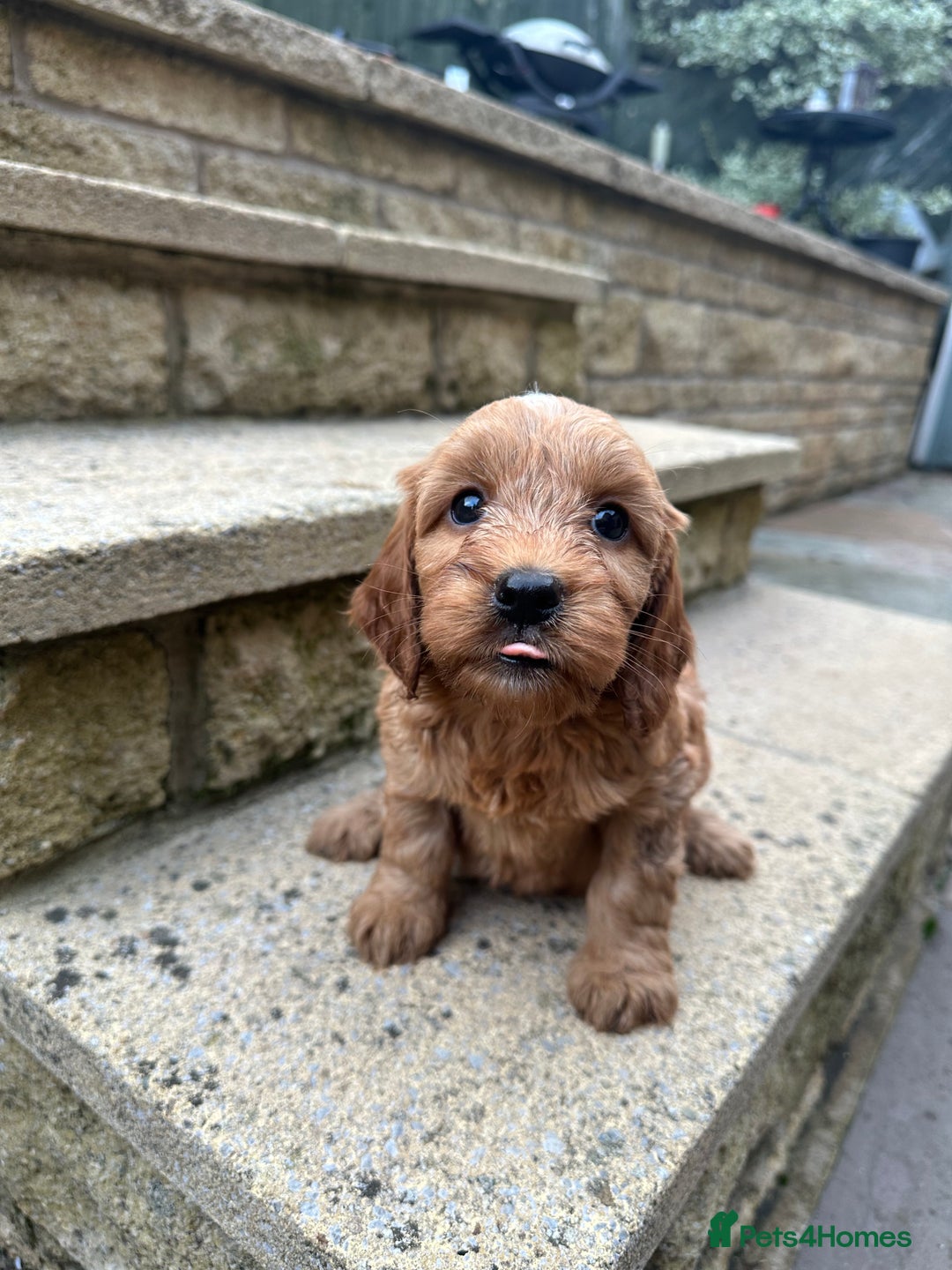 Cockapoo dogs for sale: Cockerpoo puppies - Image 2