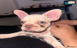 French Bulldog dogs for sale: KC registered French Bulldog puppies. READY 31/8 - Image 33