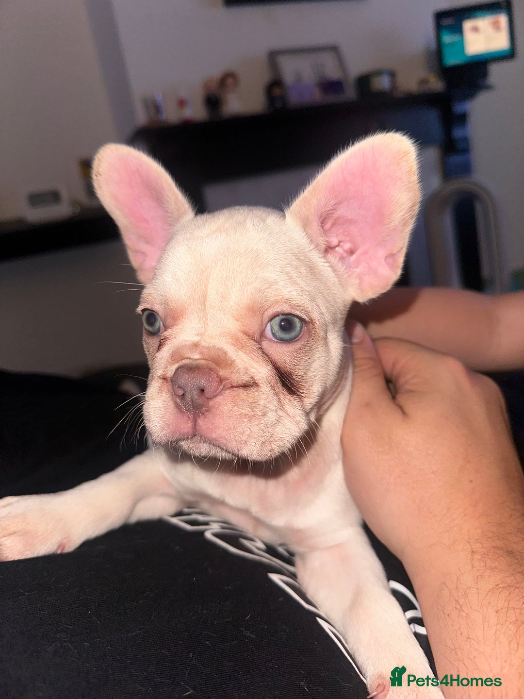 French Bulldog dogs for sale: KC registered French Bulldog puppies. READY 31/8 - Image 33