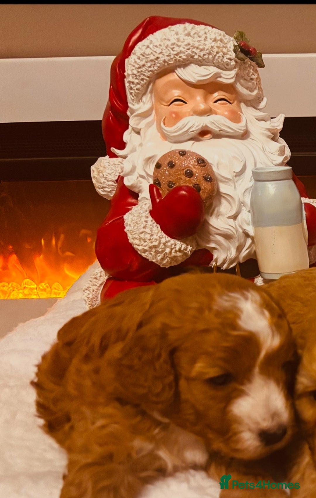 Cavapoochon dogs for sale: QUALITY TEDDY CAVAPOOCHONS - Advert 2