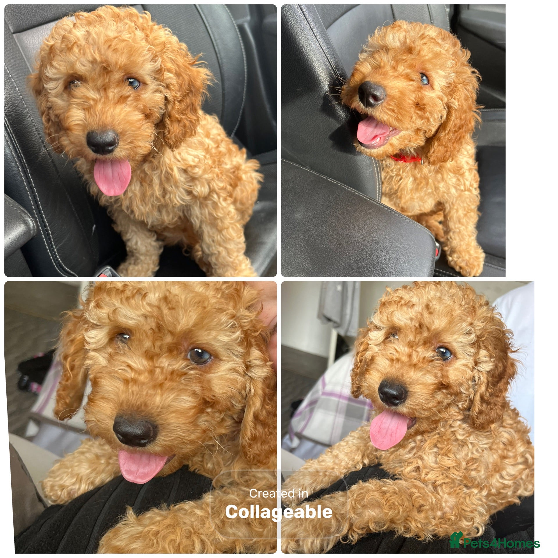 Cavapoo dogs Cavapoo F1BB puppies *READY TO LEAVE*  - Advert 1