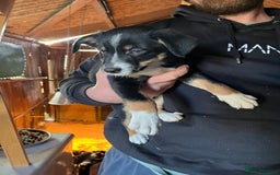 Mixed Breed dogs for sale: Collie x huntaway - Image 8