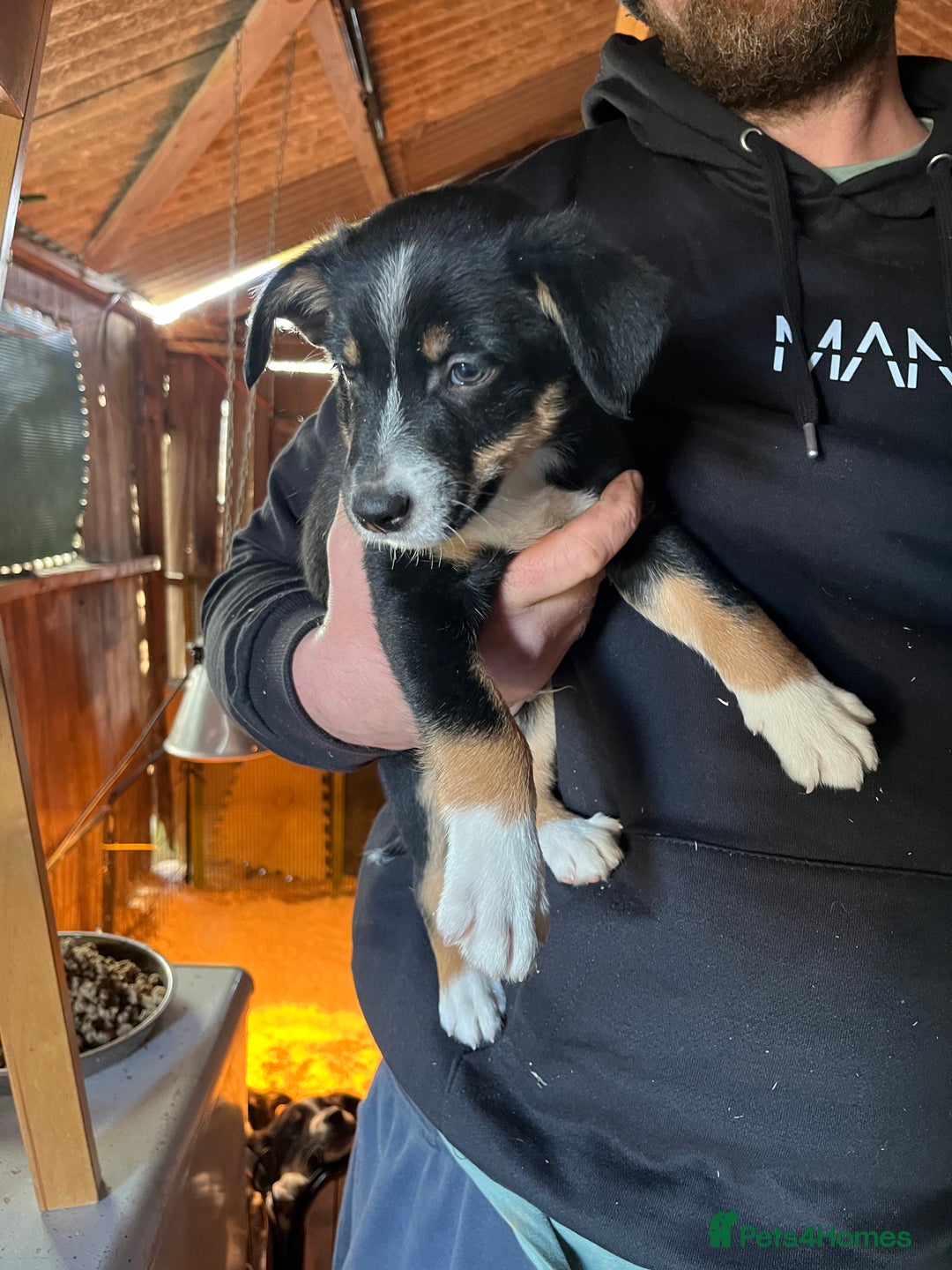 Mixed Breed dogs for sale: Collie x huntaway - Image 8